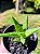 Aloe juvenna - Aloe Tigre - Imagem 8