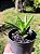 Aloe juvenna - Aloe Tigre - Imagem 9