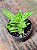 Aloe juvenna - Aloe Tigre - Imagem 10