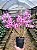Dendrobium Nobile Rosa - Imagem 2