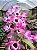 Dendrobium Nobile Rosa - Imagem 1