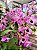 Dendrobium Nobile Rosa - Imagem 2