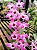 Dendrobium Nobile Rosa - Imagem 1