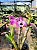 Dendrobium Nobile Rosa - Imagem 3