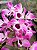 Dendrobium Nobile Rosa - Imagem 4