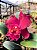 BLC Chia Lin 'New City' - Imagem 2