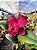 BLC Chia Lin 'New City' - Imagem 3