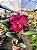 BLC Chia Lin 'New City' - Imagem 4