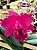BLC Chia Lin 'New City' - Imagem 6