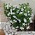 Jasmim Neve - Jasmim multiflorum - Imagem 2
