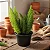 Aspargo Real / Asparagus Densiflorus (Muda Maior) - Imagem 3