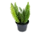 Aspargo Real / Asparagus Densiflorus (Muda Maior) - Imagem 3
