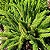 Aspargo Real / Asparagus Densiflorus (Muda Maior) - Imagem 1