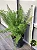 Aspargo Real / Asparagus Densiflorus (Muda Maior) - Imagem 4