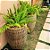 Aspargo Real / Asparagus Densiflorus (Muda Maior) - Imagem 2