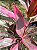 Dracena Vermelha - Cordyline terminalis PROMOÇÃO - Imagem 5