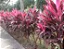 Dracena Vermelha - Cordyline terminalis PROMOÇÃO - Imagem 3