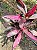 Dracena Vermelha - Cordyline terminalis PROMOÇÃO - Imagem 4