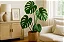 Costela de Adão - Monstera Deliciosa - Muda Menor - Imagem 2