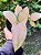 Singônio 'Pink Perfection' - Syngonium podophyllum 'Pink Perfection' - Imagem 7