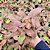 Singônio 'Pink Perfection' - Syngonium podophyllum 'Pink Perfection' - Imagem 2
