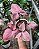 Singônio 'Pink Perfection' - Syngonium podophyllum 'Pink Perfection' - Imagem 1