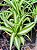 Clorofito de Sol - Chlorophytum comosum - Imagem 3
