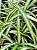 Clorofito de Sol - Chlorophytum comosum - Imagem 2