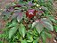 Pinhão-Roxo - Jatropha gossypiifolia - Imagem 4