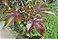 Pinhão-Roxo - Jatropha gossypiifolia - Imagem 1