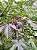 Pinhão-Roxo - Jatropha gossypiifolia - Imagem 3
