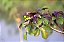 Pinhão-Roxo - Jatropha gossypiifolia - Imagem 2