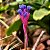 Bromélia Tillandsia aeranthos - Imagem 2