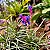 Bromélia Tillandsia aeranthos - Imagem 4