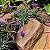 Bromélia Tillandsia aeranthos - Imagem 5