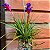 Bromélia Tillandsia aeranthos - Imagem 1