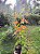 Primavera Laranja - Imagem 4