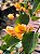 Primavera Laranja - Imagem 4
