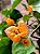 Primavera Laranja - Imagem 1