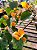 Primavera Laranja - Imagem 5