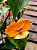 Primavera Laranja - Imagem 6