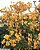Primavera Laranja - Imagem 7