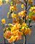 Primavera Laranja - Imagem 3