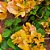 Primavera Laranja - Imagem 2