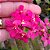 Epidendrum Pink - Muda Menor - Imagem 1