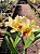 Blc. Goldenzelle `Lemon Chiffon´ - Imagem 1