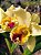 Blc. Goldenzelle `Lemon Chiffon´ - Imagem 4