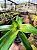 Bromélia Callisia Fragans - Callisia fragrans- PROMOÇÃO - Imagem 4