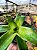 Bromélia Callisia Fragans - Callisia fragrans- PROMOÇÃO - Imagem 5
