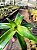 Bromélia Callisia Fragans - Callisia fragrans- PROMOÇÃO - Imagem 7